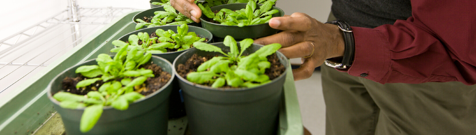 graduate research in a greenhouse