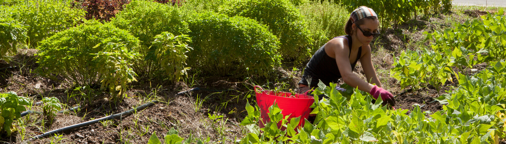 student working in a garden